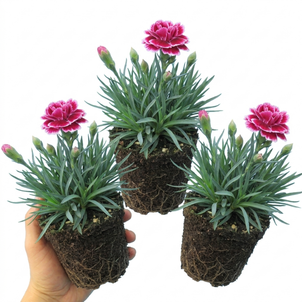Dianthus 'Oscar' (Garden Pink) – Hardy Perennial (Set of 3 or 6)