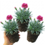 Set of 3 or 6 Large Plants - Dianthus Oscar, Outdoor Garden Ready