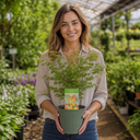 3 Litre Green Leaf Acer Tree, Nursery Pots, Outdoor Garden