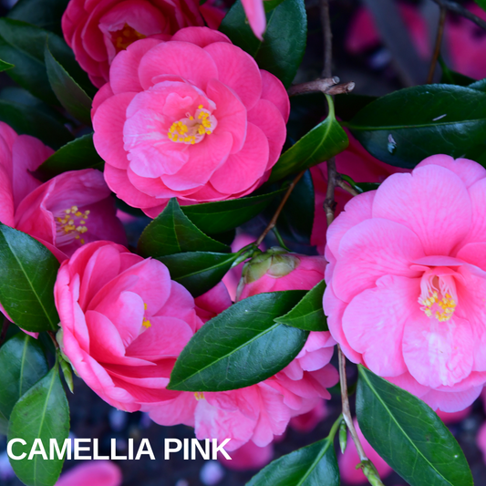 Camellia japonica covered in bright pink double blooms among glossy dark green foliage