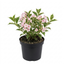 1 Weigela Variegata Plant, Pink Flowering Hardy Shrub, Bee Friendly, Outdoor Garden Ready, 17cm Root-Ball