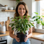 1 Ficus Twilight Weeping Fig Indoor Houseplant, Low Maintenance Variegated Tree, 5 Litre Root-Ball
