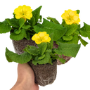 Polyanthus Yellow Plants (Set of 3 or 6)
