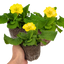 Set of 3 or 6 Large Plants - Polyanthus Yellow, Ready to Plant in Your Garden, Peat Free
