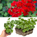 Geranium Tornado Red Plants (Set of 3 or 6)