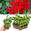 Set of 3 or 6 Large Plants - Geranium Tornado Red, Ready to Plant in Your Garden
