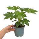 Fatsia Japonica Paper Plants