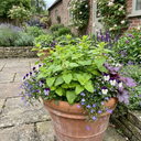 Lemon Balm Mint Plants Fresh Live Herb Plants (Set of 3 or 6)
