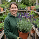 Lavender Hidcote Dark Blue Plant (2L Pot)