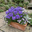 Phlox Blue Dark Eye Plants (Set of 3 or 6)