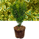 Euonymus Microphyllus Aureomarginatus Plant