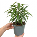 Ficus Binnendijks Narrow Leaf Fig Plant