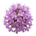 Thymus Precompa Thyme Herb Plants (Set of 3 or 6)