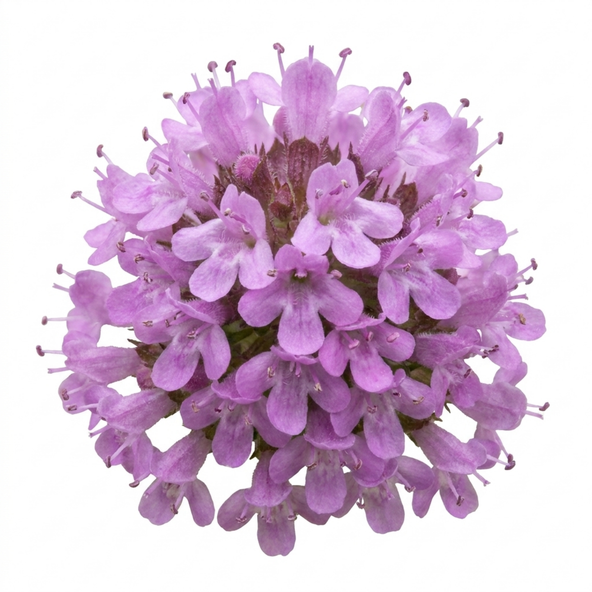 Thyme 'Precompa' – Compact Common Thyme (Set of 3 or 6)