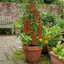 Set of 3 or 6 Large Plants - Tomato Sweet Million Variety, Ready to Plant in Your Garden
