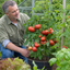 1 Supersteak Beefsteak Tomato Plant, Large High Yield Hardy Outdoor Garden Ready, 2 Litre Root Ball