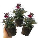 Lobelia Starship Burgundy Upright Plants (Set of 3 or 6)