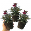 Set of 3 or 6 Lobelia Starship Burgundy Upright Hardy Perennial Plants, Outdoor Garden Ready, 1 Litre Root Ball