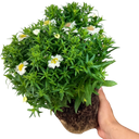 Alpha White Plant (2L Pot)