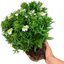 1 Large Aster Plant - Alpha White, Ready to Plant in Your Garden, 2L