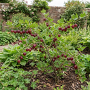 Gooseberry Kamieniar Plants