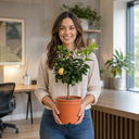 5Ltr Meyer Lemon Citrus Tree, Nursery Pots, Fruiting