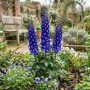 Delphinium Dark Blue White Bee Plants (Set of 3 or 6)
