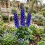 Set of 3 or 6 Delphinium Dark Blue White Bee Hardy Perennial Plants, Tall Cottage Garden Flowers, Outdoor Garden Ready, 1 Litre Root-Ball