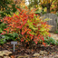 1 Nandina Domestica Light Red Compact Hardy Evergreen Shrub, Garden Ready, 3L 19cm Root-Ball