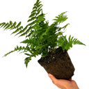 Dryopteris Jurassic Gold Fern Plant (3L Pot)