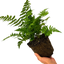 1 Large Plant - Dryopteris Jurassic Gold Fern, Ready to Plant in Your Garden, 3L