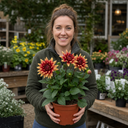 Dahlia Maggiore Fun Fire Plant (3L Pot)