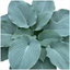 1 Hosta Blue Mammoth Plant, Large Outdoor Garden Ready Hardy Perennial for Shade, 17cm/2 Litre Root Ball