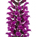 Salvia Sangoons Plum Crazy Plant (5L Pot)
