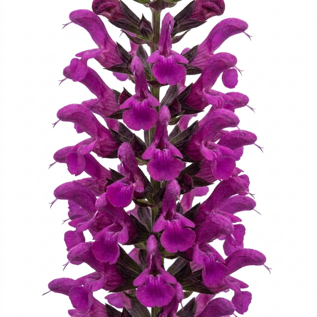 Salvia 'Sangoons Plum Crazy' – Ornamental Sage (5L Pot)