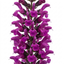 1 Large Plant - Salvia Sangoons Plum Crazy, Ready to Plant in Your Garden, 5L