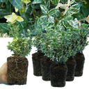 Euonymus Emerald Gaiety Variegated Hardy Evergreen Shrubs Outdoor Low Maintenance Ground Cover Plants (Set of 3 or 6)