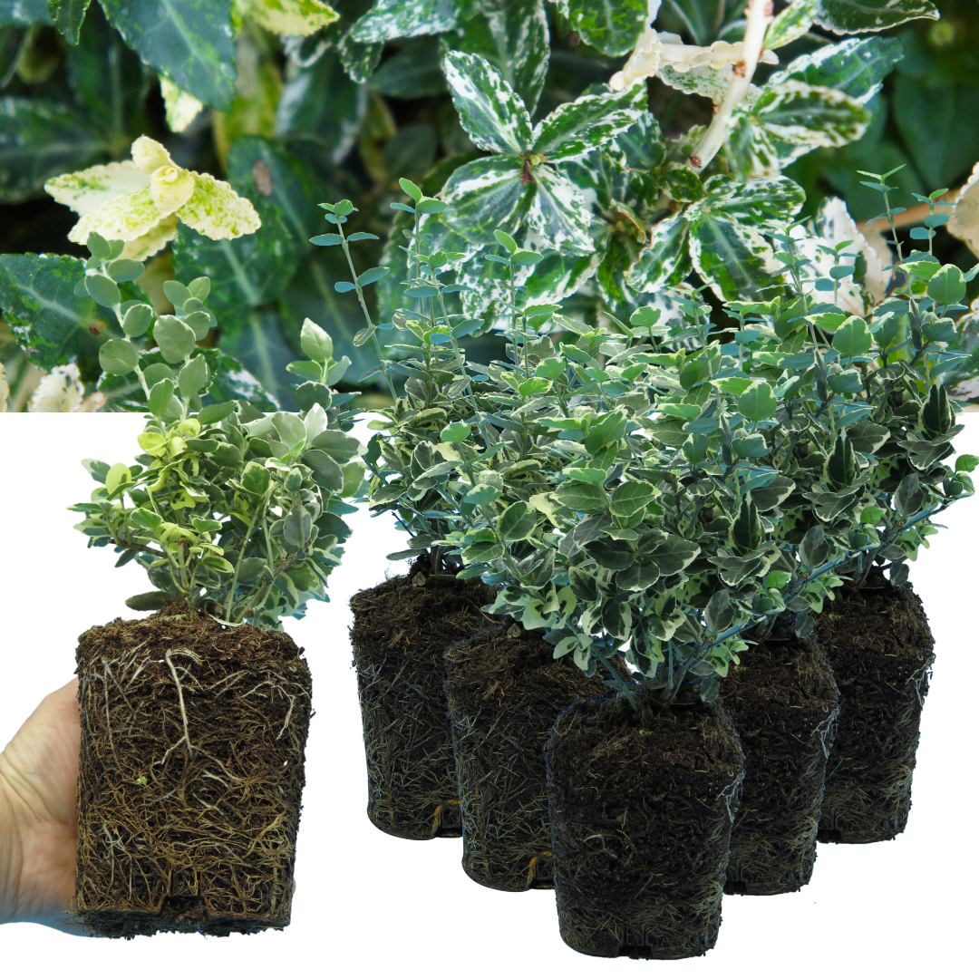 Euonymus fortunei 'Emerald Gaiety' – Variegated Evergreen Shrub (Set of 3 or 6)