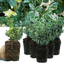 Set of 3 or 6 Euonymus Emerald Gaiety Variegated Hardy Evergreen Shrubs Outdoor Garden Ready Low Maintenance Ground Cover Plants 1 Litre Root Ball