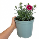 Cottage Pink Dianthus Raspberry Sundae Plant (5L Pot)