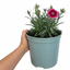 1 Cottage Pink Dianthus Raspberry Sundae, Fragrant Hardy Perennial Plant, 5 Litre Root Ball