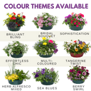7 Colour Coordinated Plants - Berry Swirl Theme Speedplanter, Garden Ready