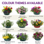 7 Colour Coordinated Plants - Berry Swirl Theme Speedplanter, Garden Ready