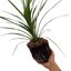 Cordyline Peko