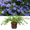 Ceanothus Repens Plant (2L Pot)