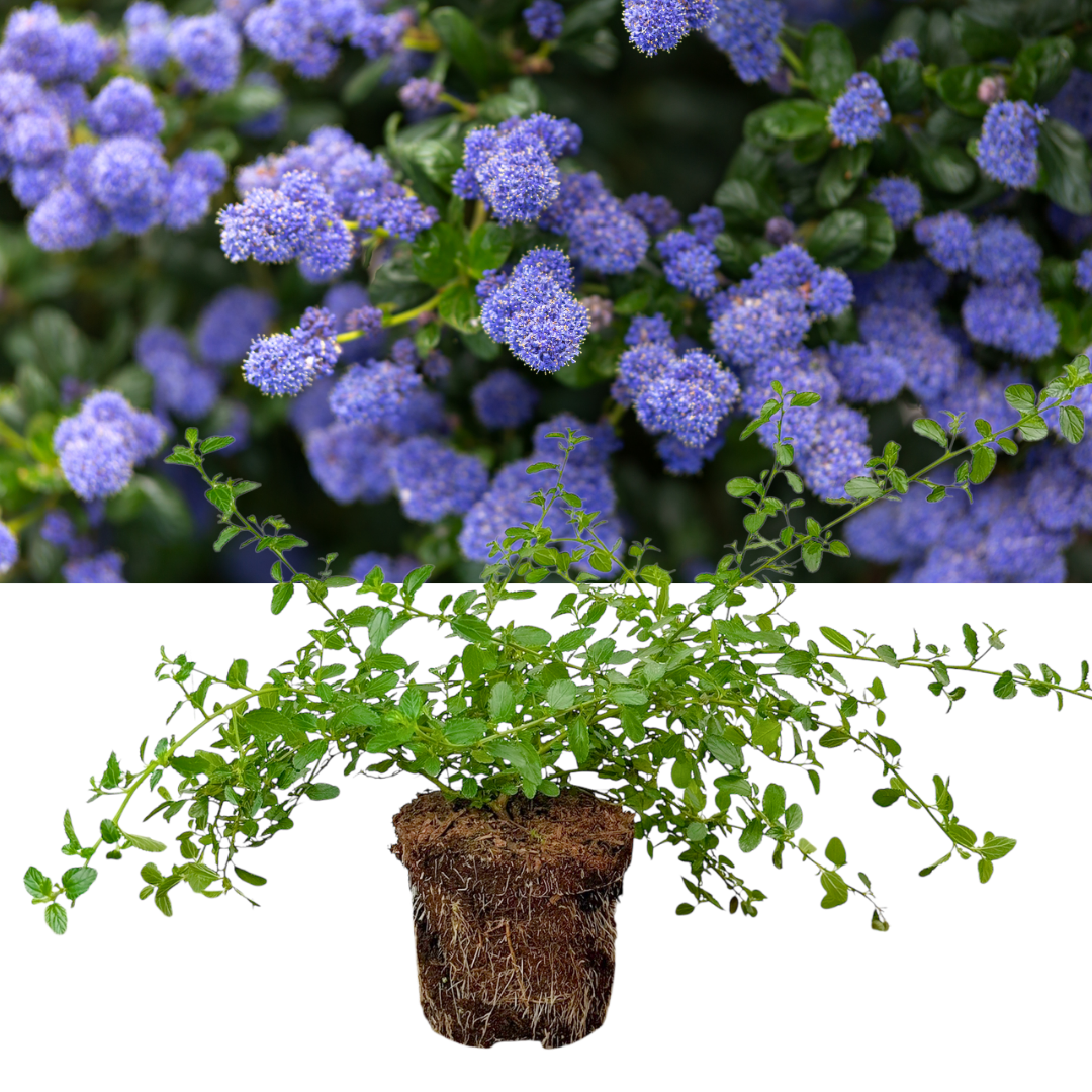 Ceanothus 'Repens' (Creeping Californian Lilac) – Evergreen Ground Cover (2L Pot)