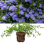 1 Large Plant - Ceanothus Repens, Ready to Plant in Your Garden, 2L Pot