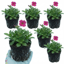 Arabis Barranca Deep Rose Plants (Set of 3 or 6)