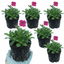 Set of 3 or 6 Large Plants - Arabis Barranca Deep Rose, Ready to Plant in Your Garden, 1L