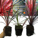 Cordyline Charlie Boy Plants (Set of 3 or 6)